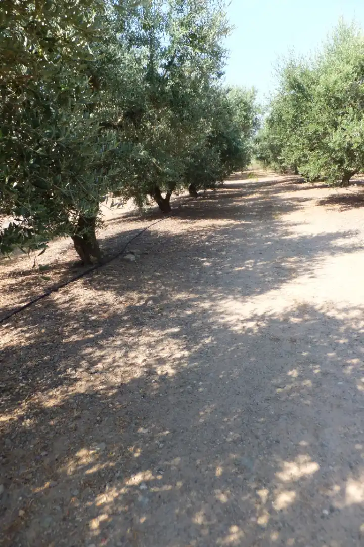 Terreno rústico en venta en Vial Camino, imagen 11