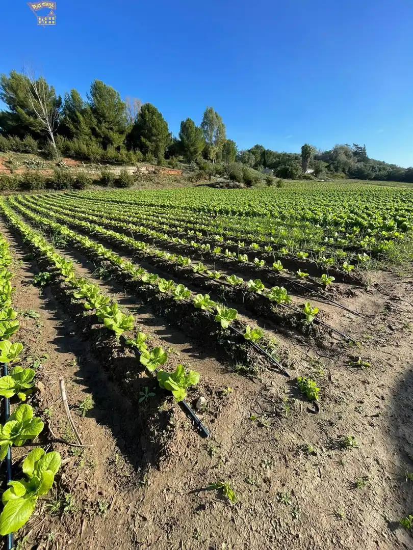 Terreny rústic en venda a Arcos de la Frontera