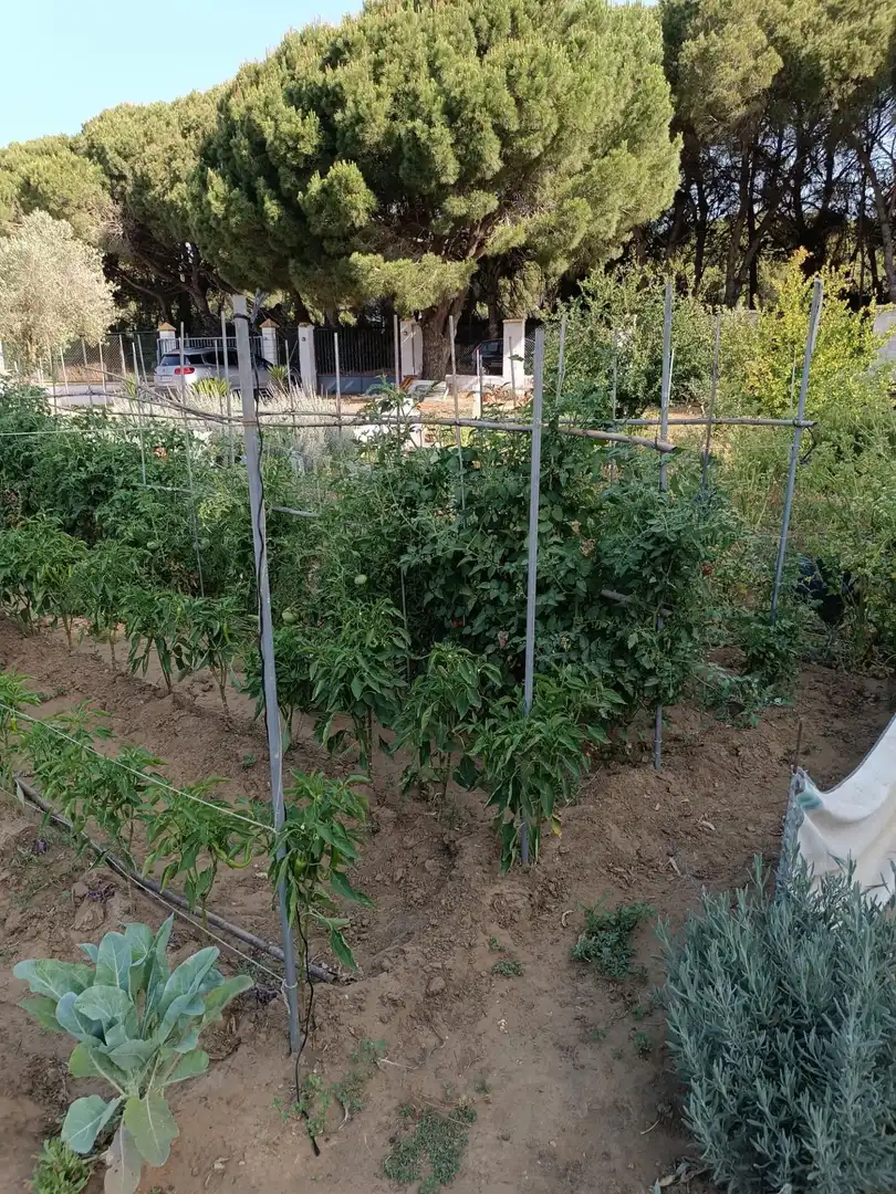 Jardí de Finca rústica en venda en Puerto Real amb Jardí privat i Piscina