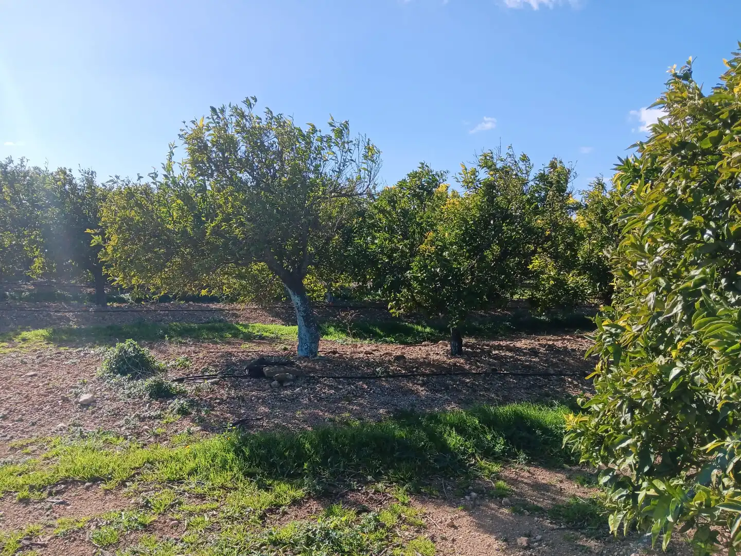 Casa o xalet en venda en Tortosa amb Terrassa i Balcó