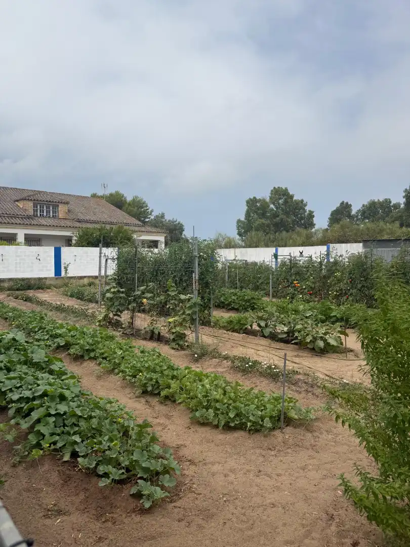 Casa o xalet en venda a Cuatro Pinos - El Carmen
