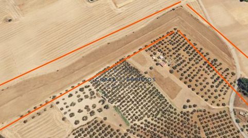 Terreno agrario 1 Hectarea, immagine 5