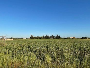 Terreno rustico in vendita a Llubí