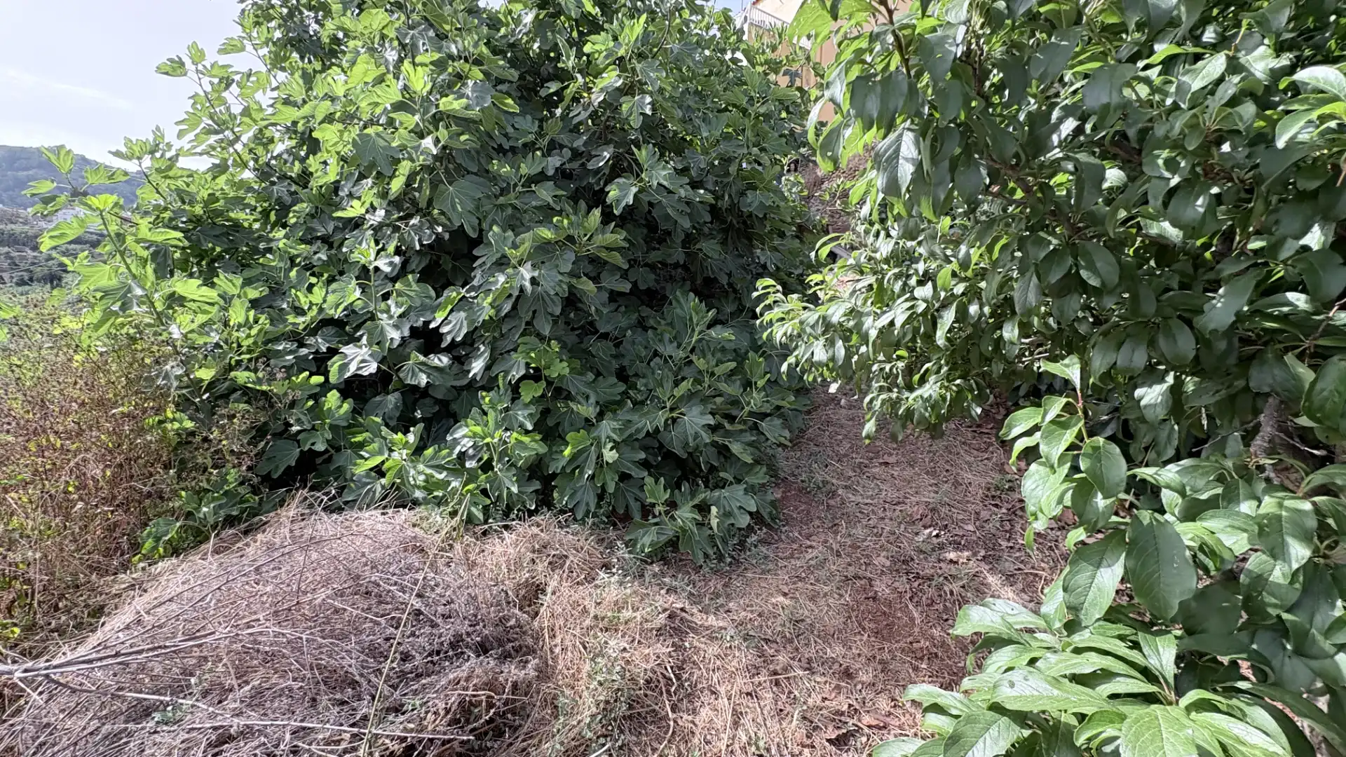 Maison mitoyenne avec jardin à vendre à Teror pueblo, imagen 31