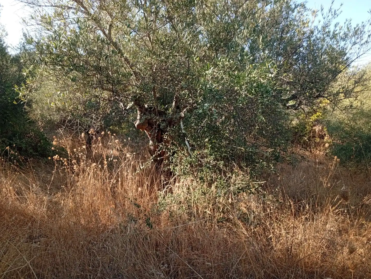 Terreni e lotti in vendita a Villanueva de la Vera, imagen 19