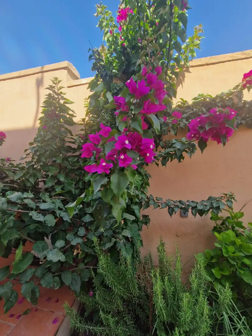 Xalet amb jardí en venda a El Juncal - Vallealto, imagen 4