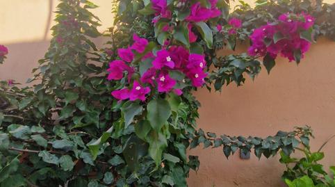 Photo 4 of House or chalet for sale in El Juncal - Vallealto, Cádiz