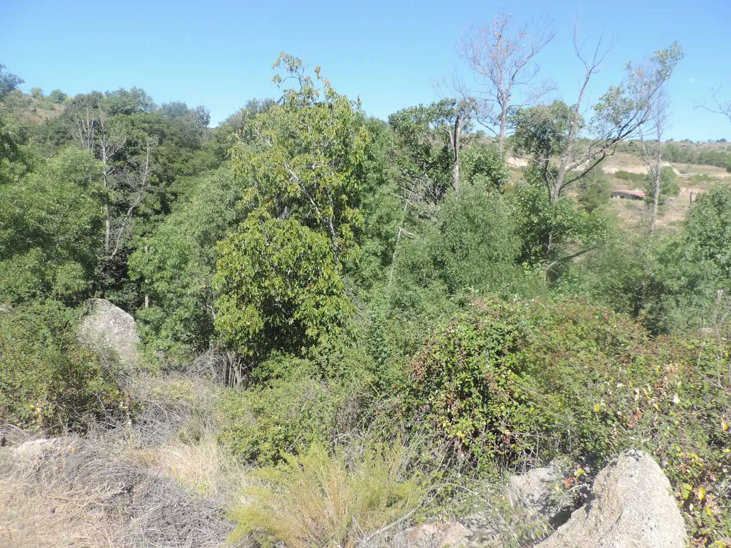 Land for sale in Burgohondo