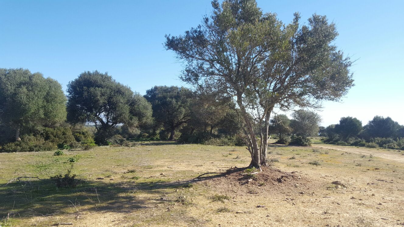 Land for sale in Tarifa