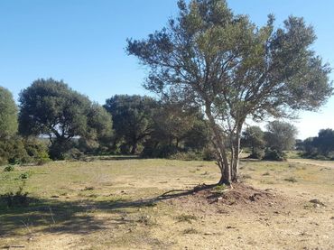 Terreno rustico in vendita a Tahivilla