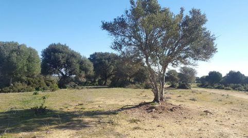 FINCA DE 273 HECT CERCANA A BOLONIA , TARIFA.