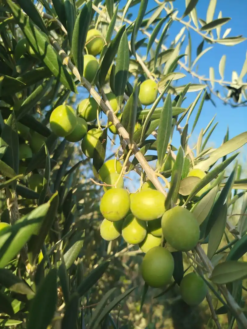 Terreno rustico in vendita a Oeste, imagen 18