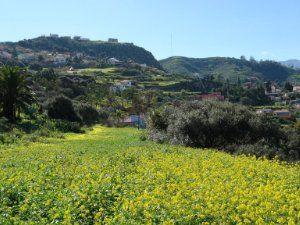 Photo 3 of Residential for sale in Camino de las Rochas, 21, San José de las Vegas - La Atalaya, Santa Brígida