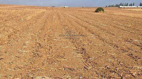Terreno agrario 1Hectarea, immagine 2