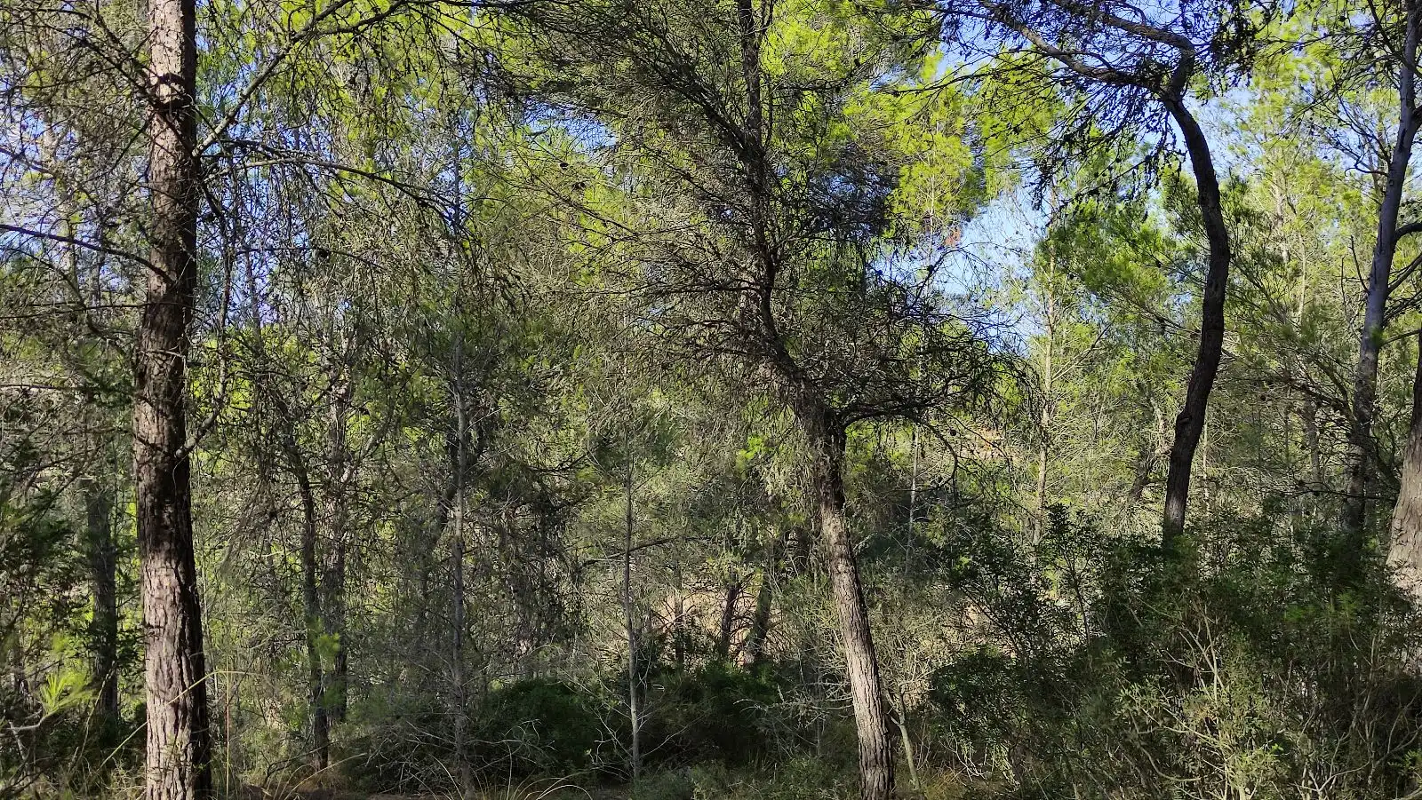 Wohnbaugrundstück zum Verkauf in Santa Margalida Poble, imagen 13