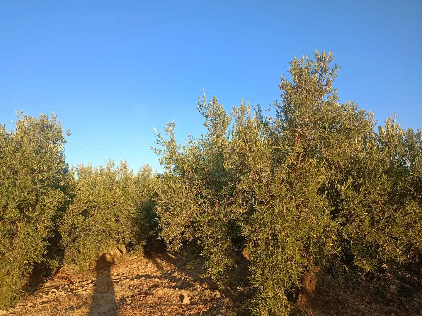 Residencial en venda en Lorca