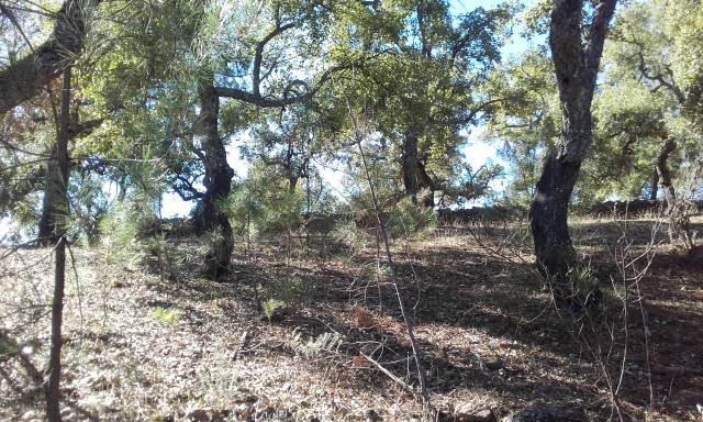 Terreno en Venta en Carabajal, POLIG en Valdelarco