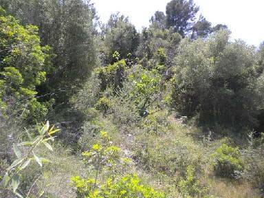 Terreno en Venta en Partida Barranco de la Murta en Urbanitzacions i Pedanies Nord