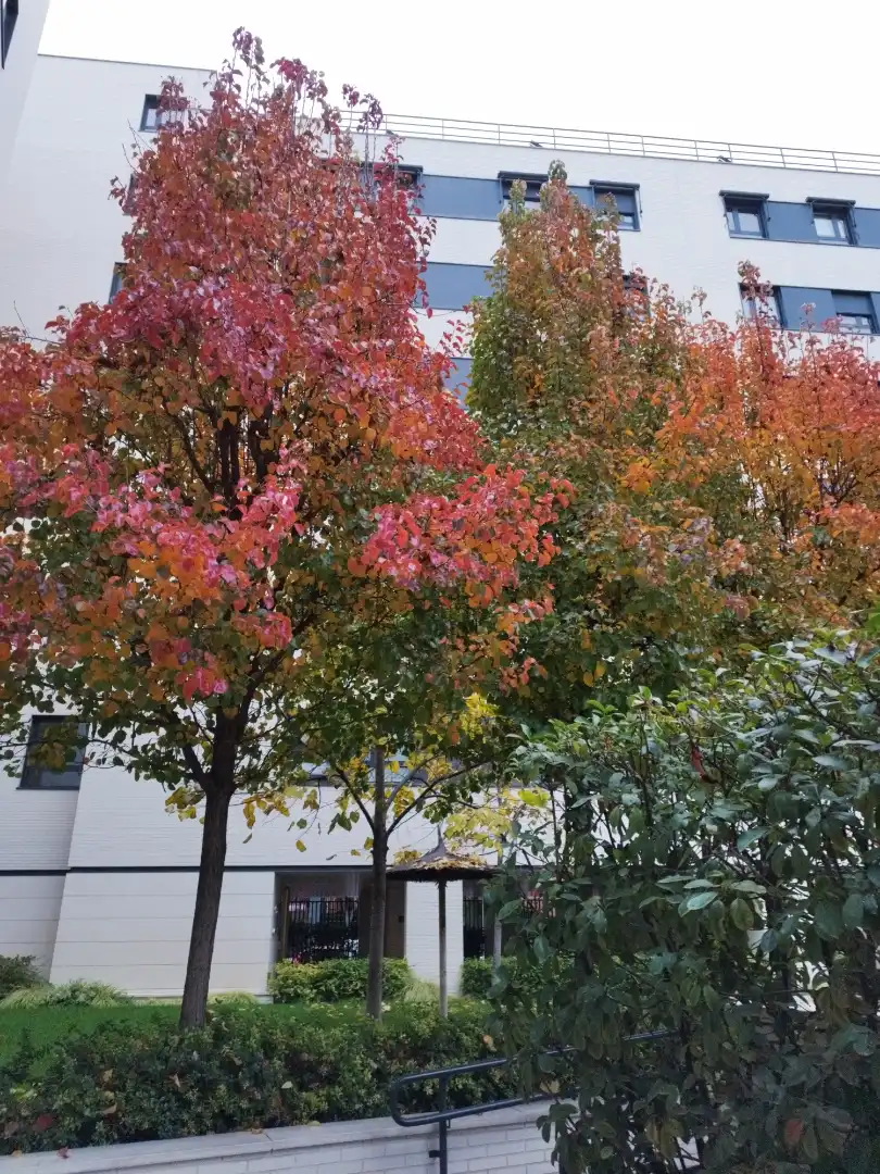 Jardí de Casa o xalet de lloguer en Madrid amb Aire condicionat, Calefacció i Jardí privat