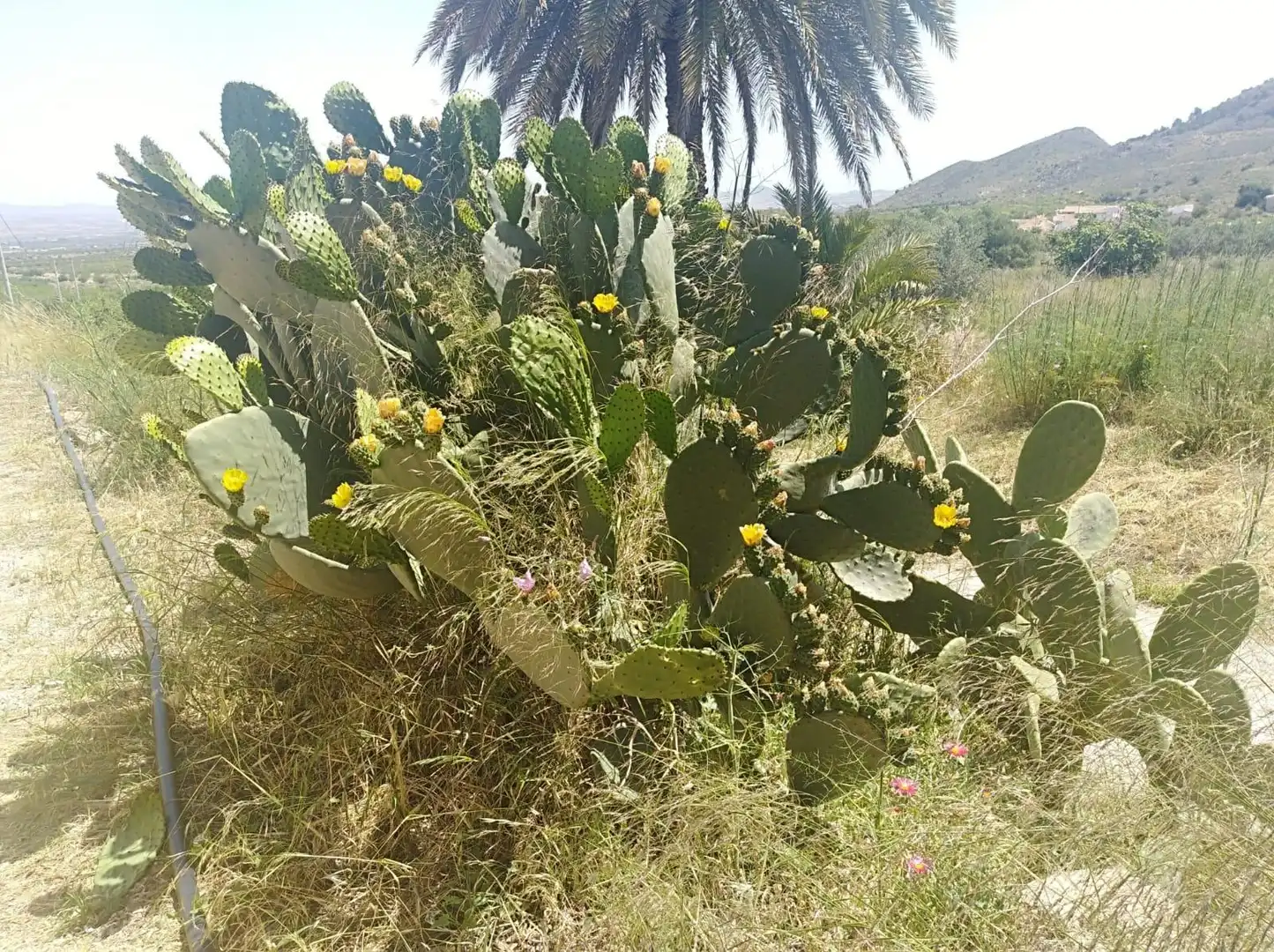 Jardí de Finca rústica en venda en Mazarrón amb Aire condicionat, Calefacció i Traster