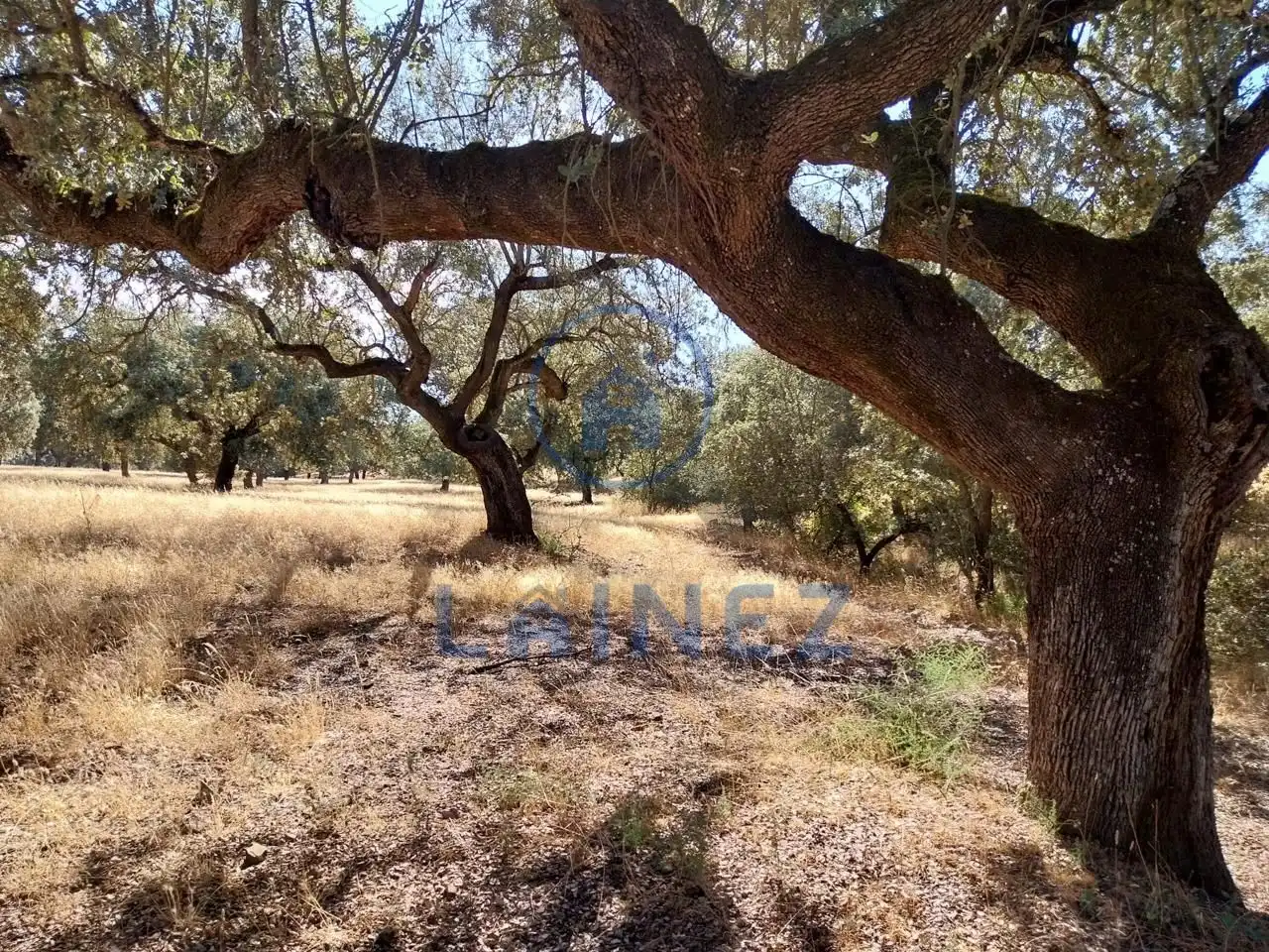Lands and plots for sale in Fuente Obejuna, imagen 9
