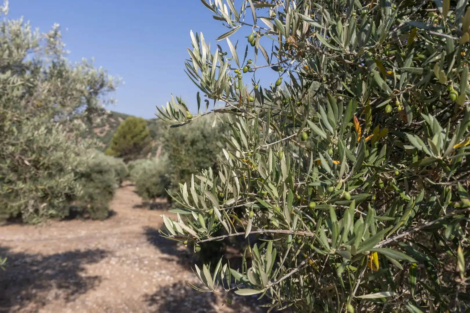 Terreni e lotti in vendita a Lugar Lugar del Cortijo Aguadero, imagen 26