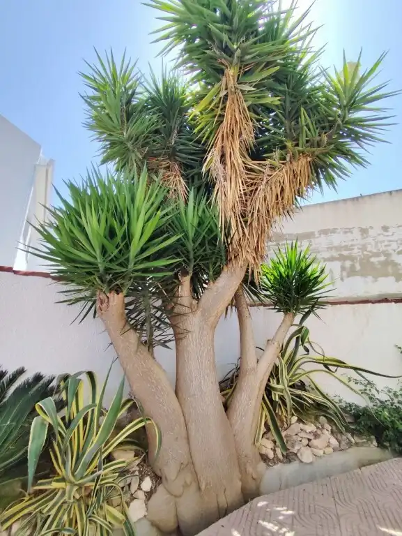 Landhaus zum Verkauf in San Miguel de Salinas, imagen 16