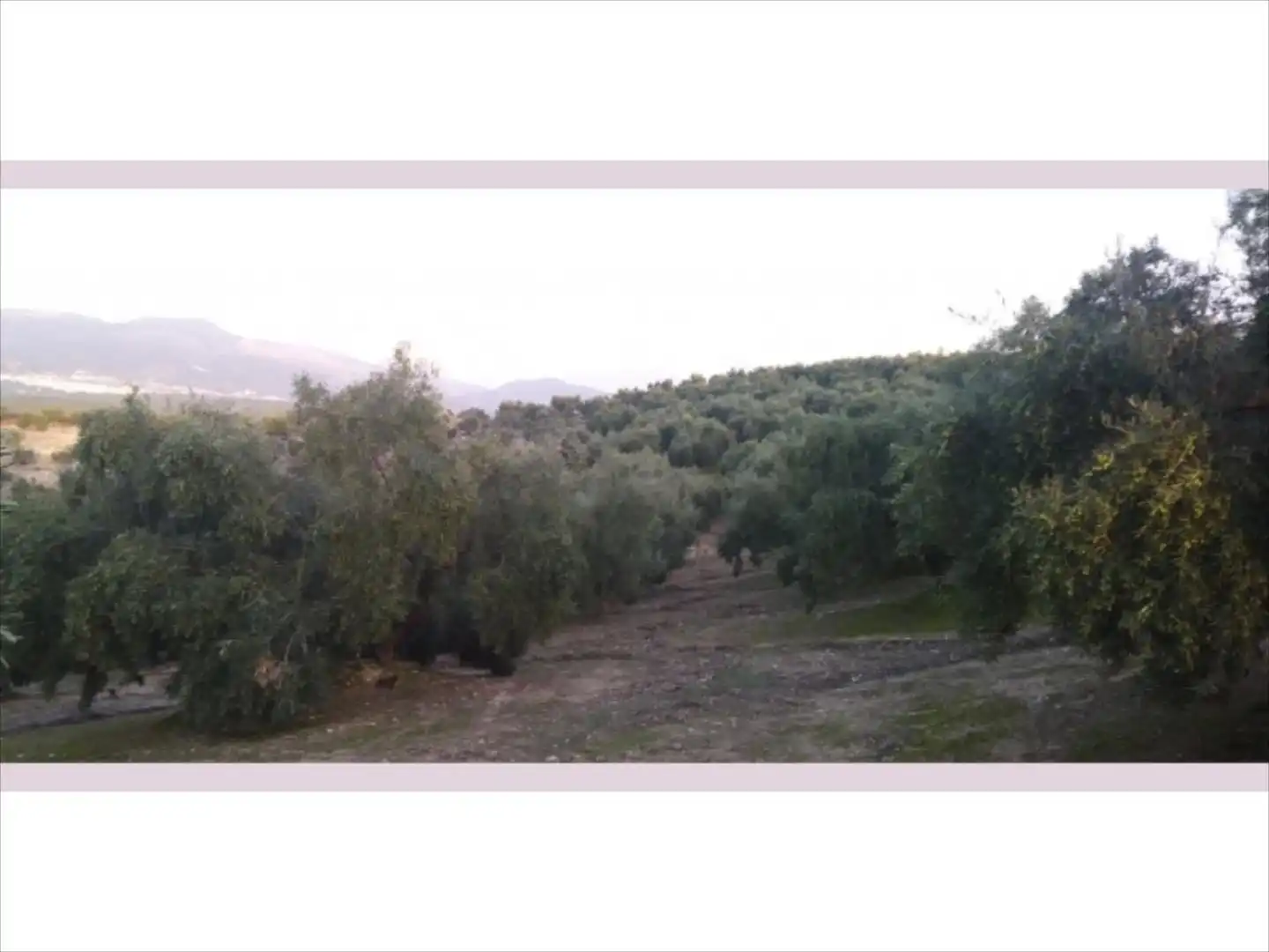 Terreno rustico in vendita a Cabra, imagen 11