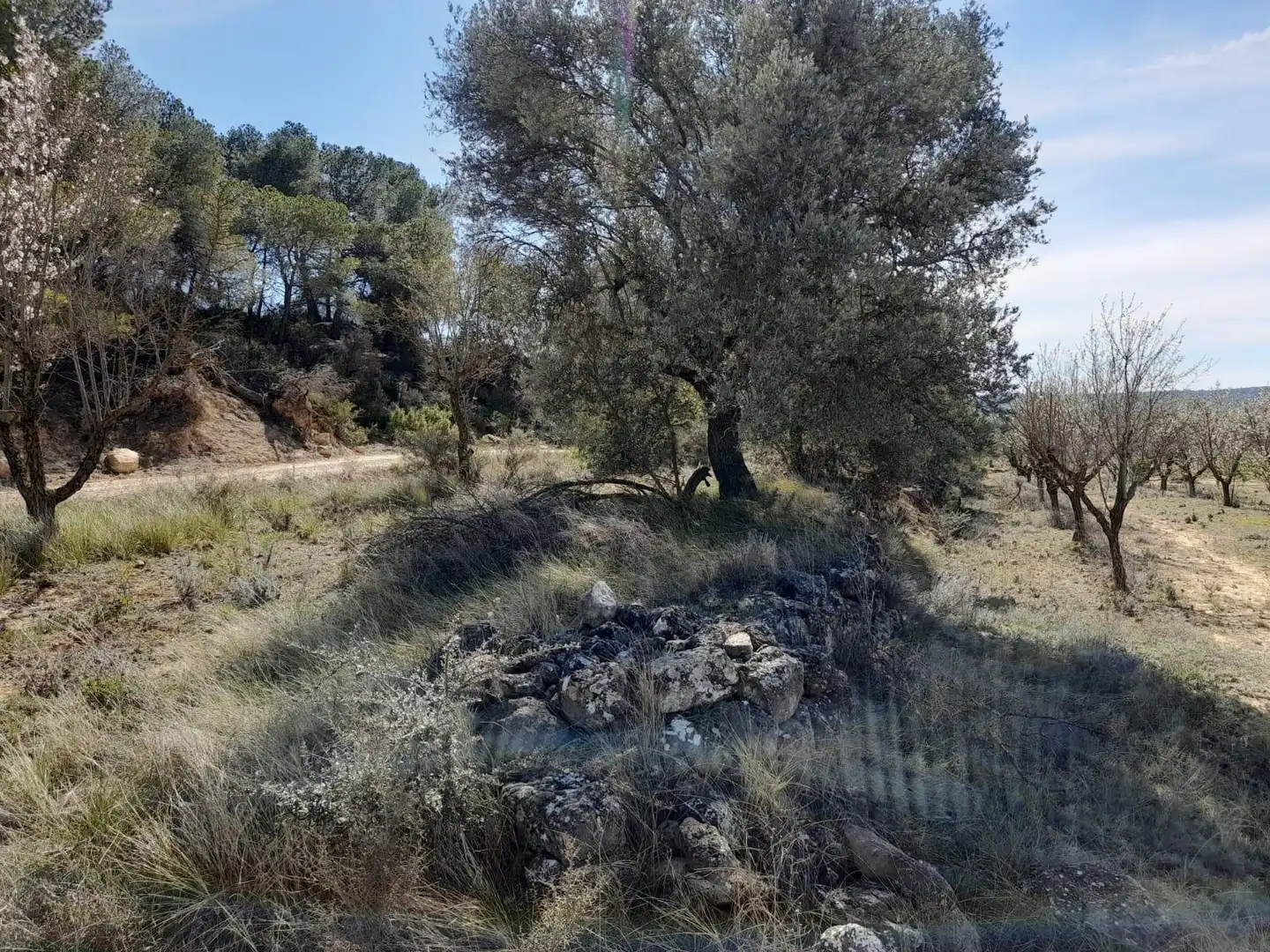 Rural land for sale in Batea, imagen 8