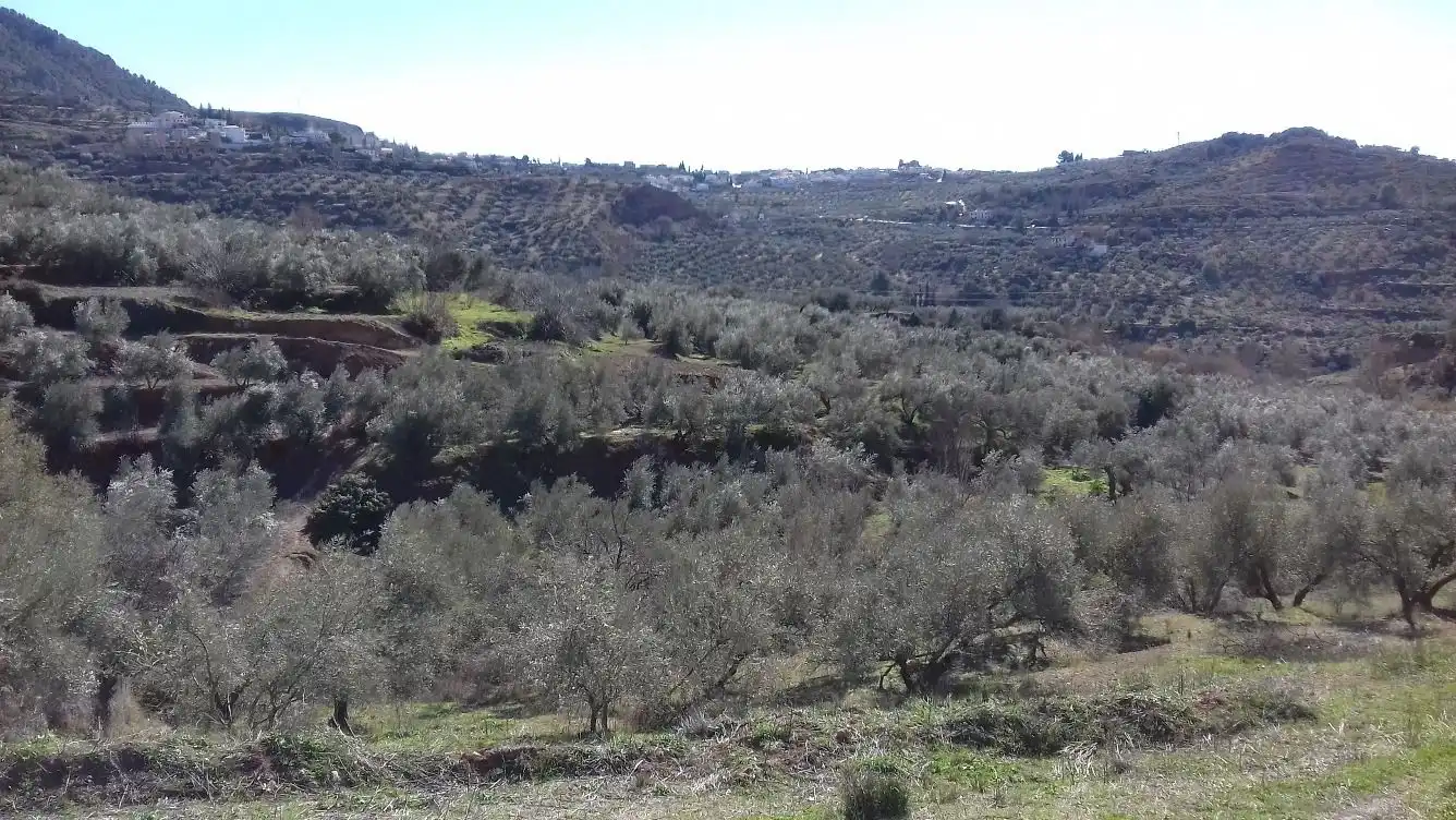 Terreni e lotti in vendita a Cogollos de la Vega