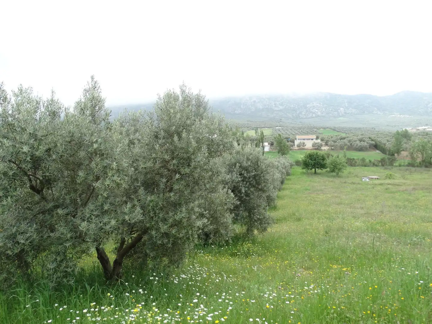 Lands and plots for sale in Calle CERRO LIMON, imagen 2