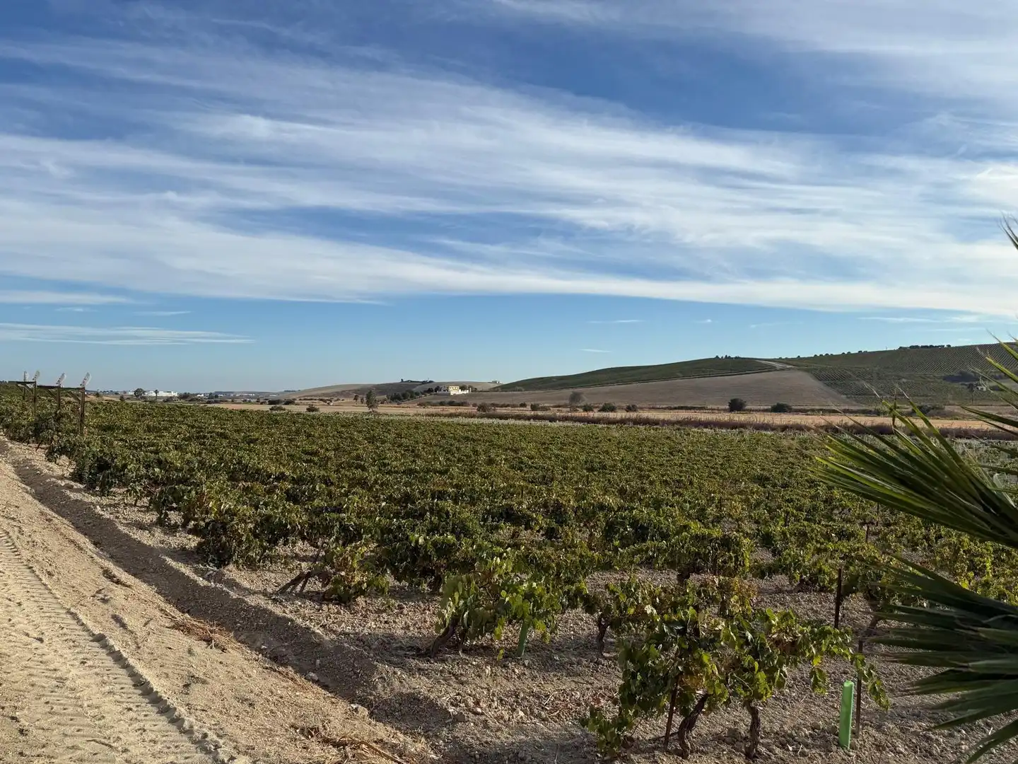 Local comercial en venta en Jerez Sur, imagen 4