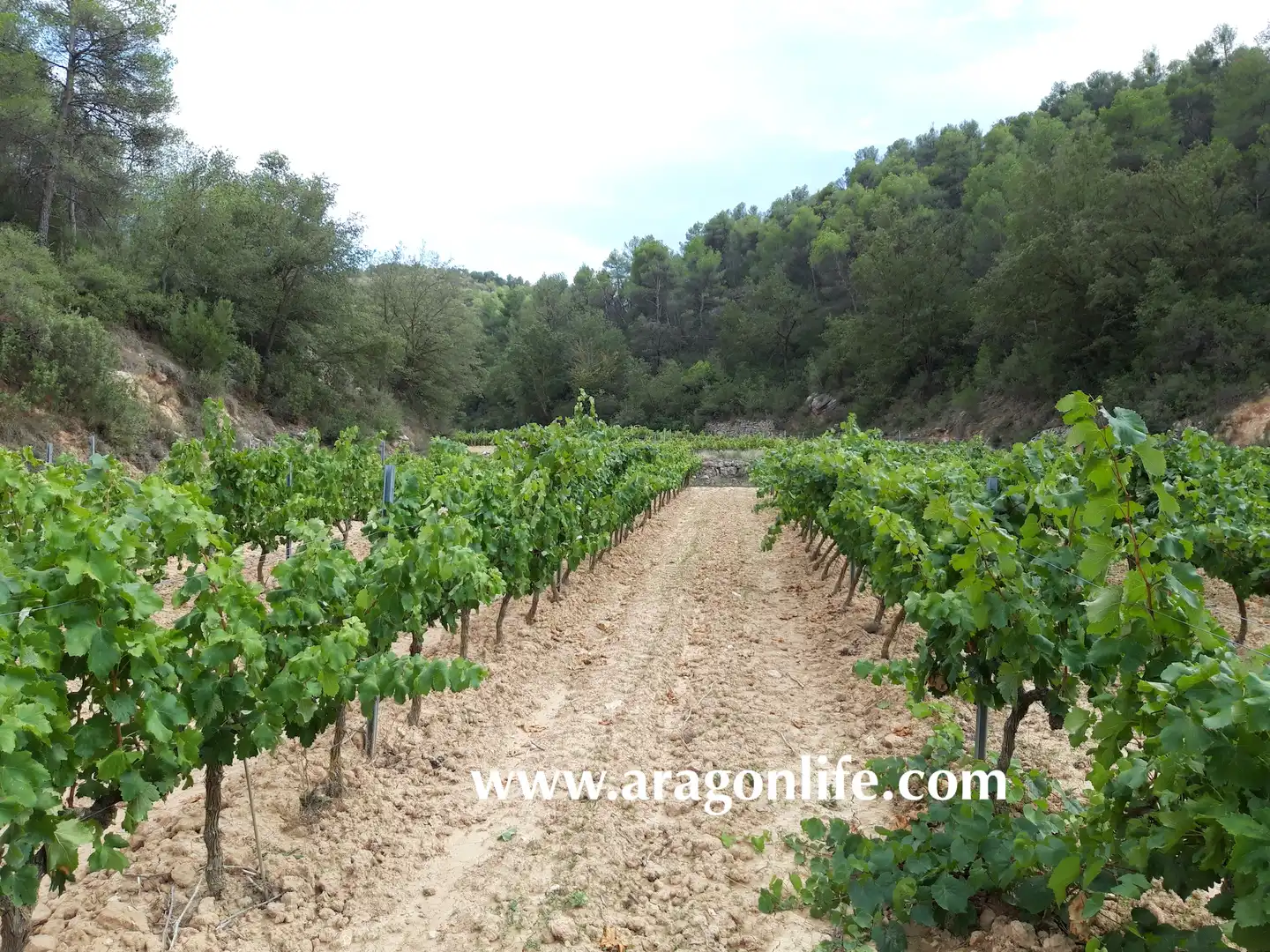 Jardí de Finca rústica en venda en Caseres