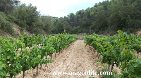 Foto 3 de Finca rústica en venta en N-420, Caseres, Tarragona