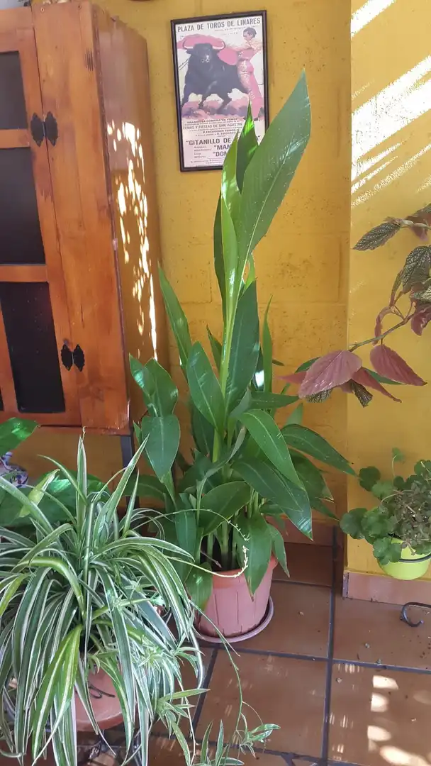 Jardí de Casa o xalet en venda en Argamasilla de Calatrava amb Jardí privat i Moblat