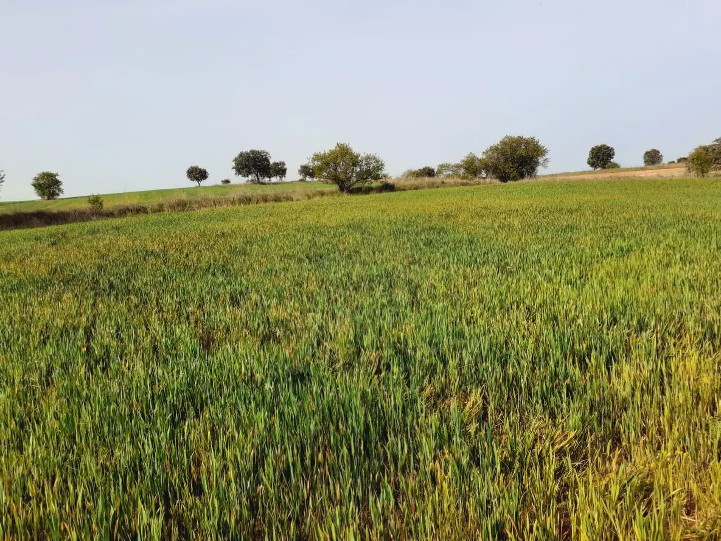 Terreni e lotti in vendita a Área Rural, imagen 5