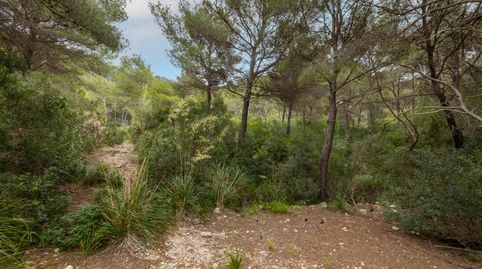 Impresionante parcela cerca de la playa en venta en Canyamel, Mallorca Este, imatge 3