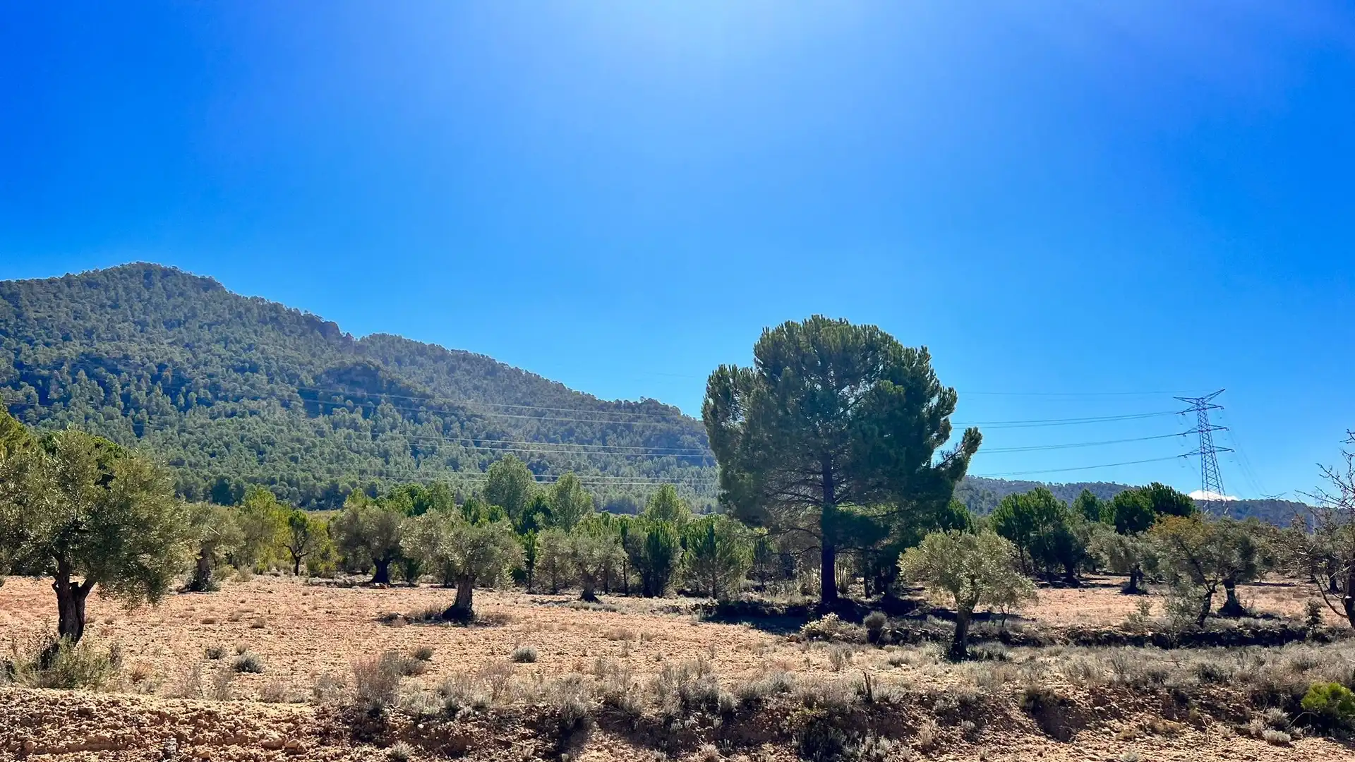 Terreny rústic en venda a Biar