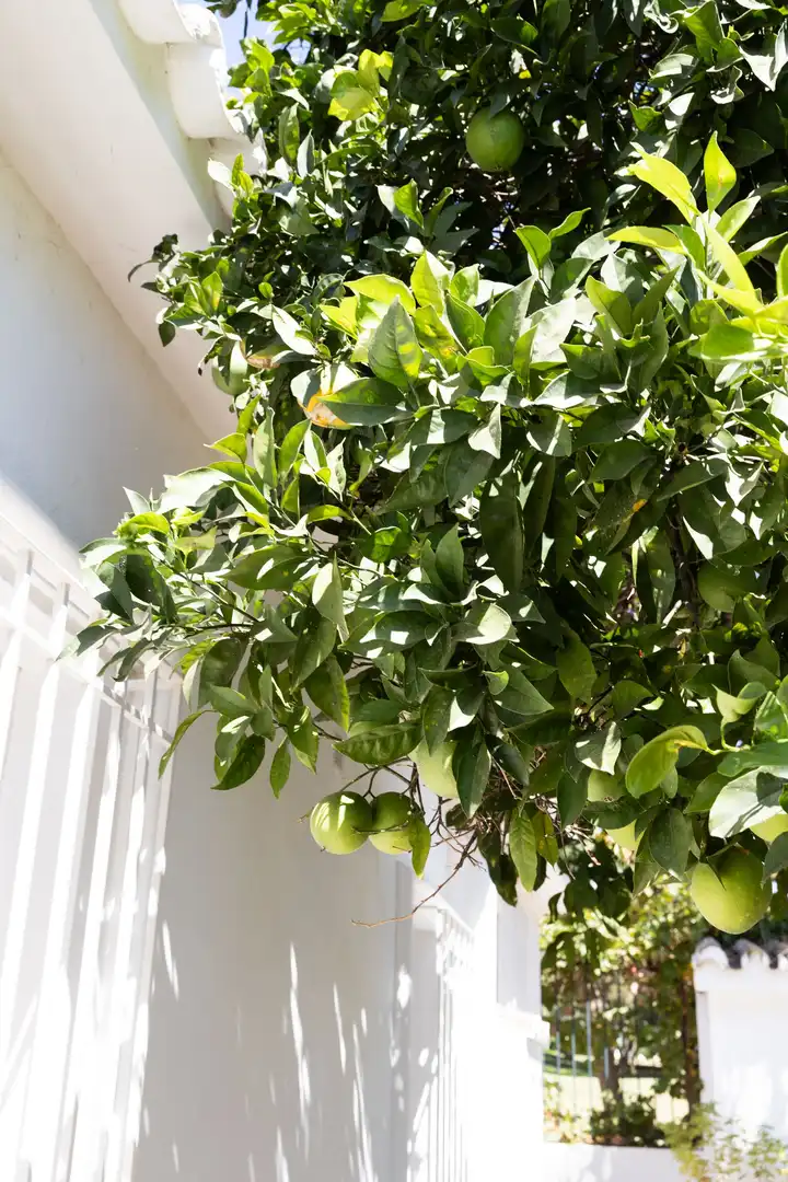 Jardín de Casa o chalet en venta en Marbella con Terraza
