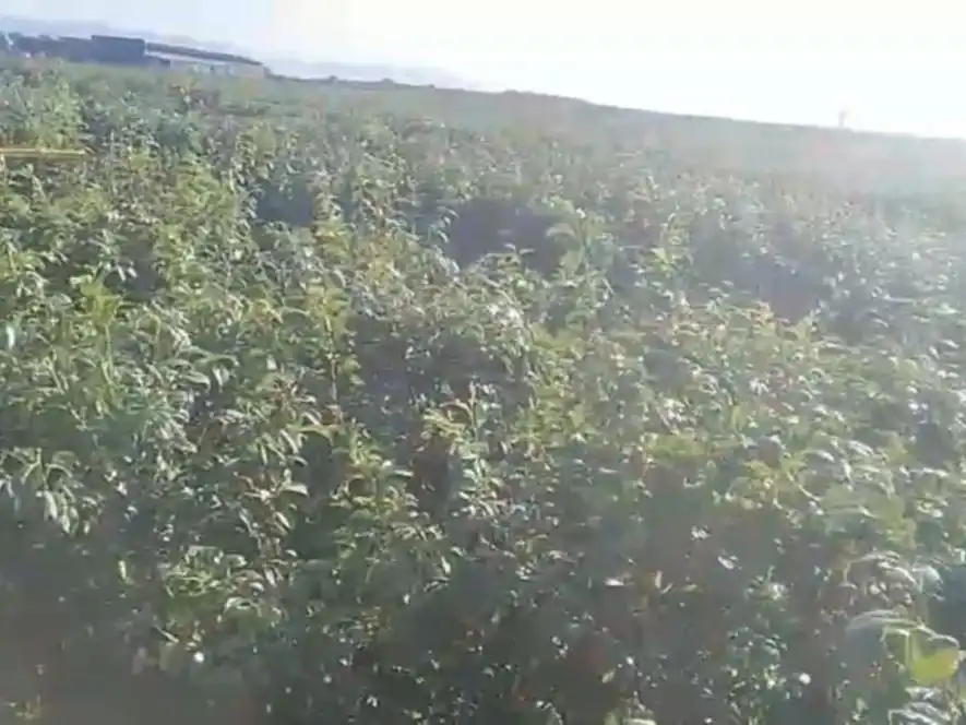 Grundstücke zum Verkauf in Saucedilla, Cáceres