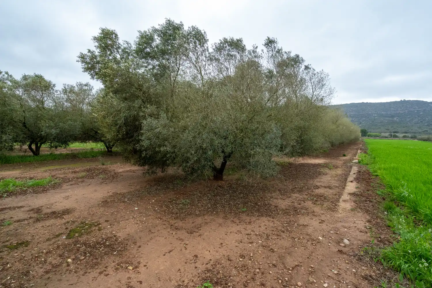 Rural land for sale in Godall, imagen 9