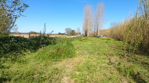 Terreny agrícola de regadiu, immagine 4