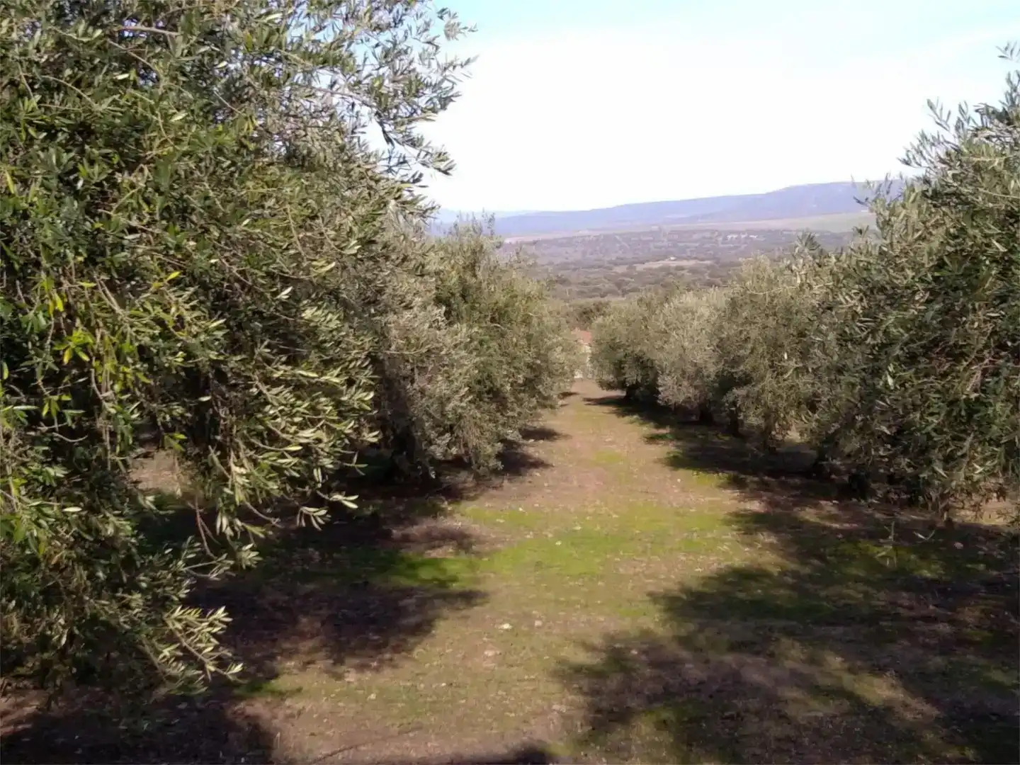 Finca rústica en venda en Herrera del Duque amb Jardí privat, Piscina i Moblat