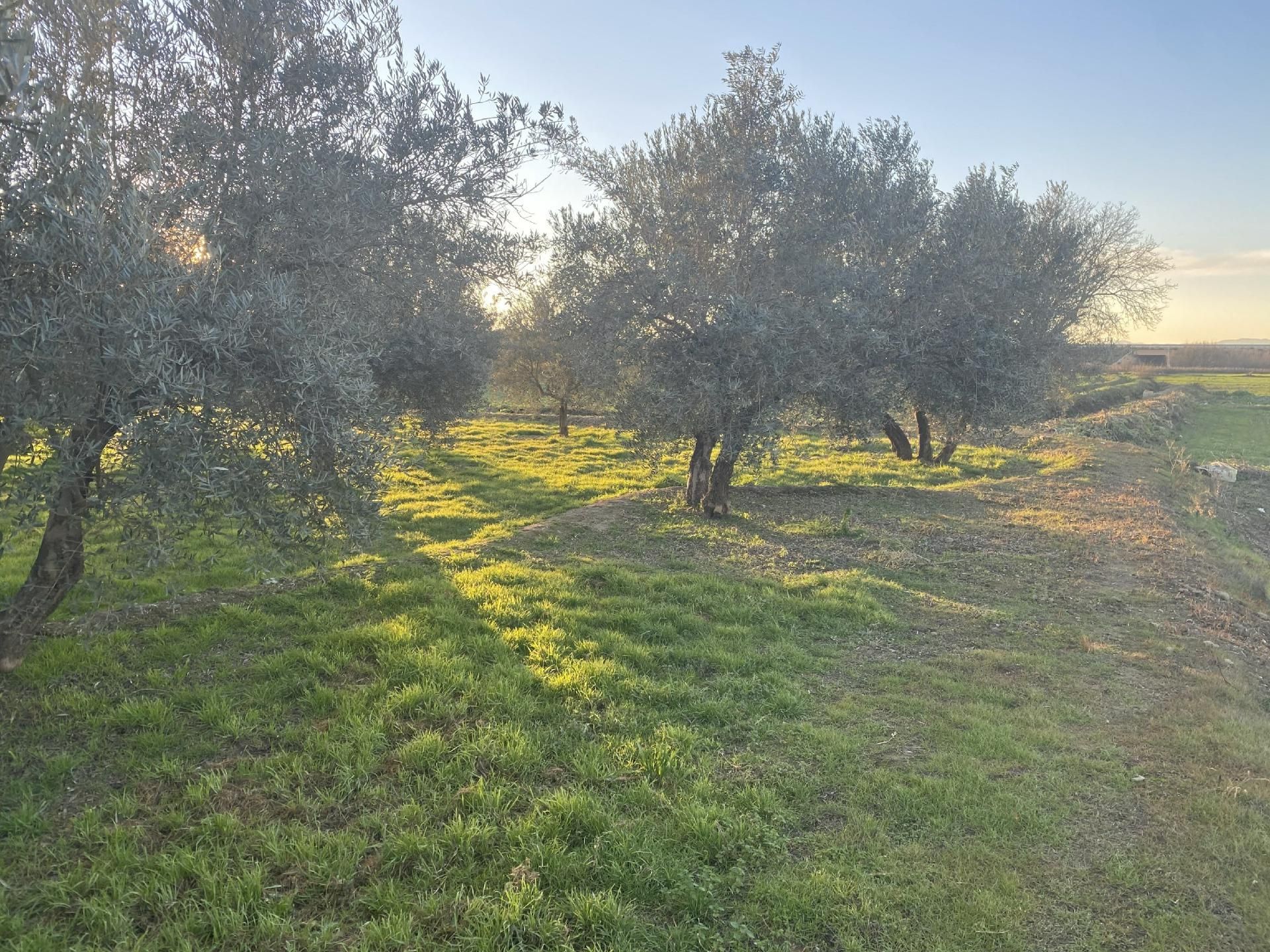 Finca rústica en venta en Vegas del Genil