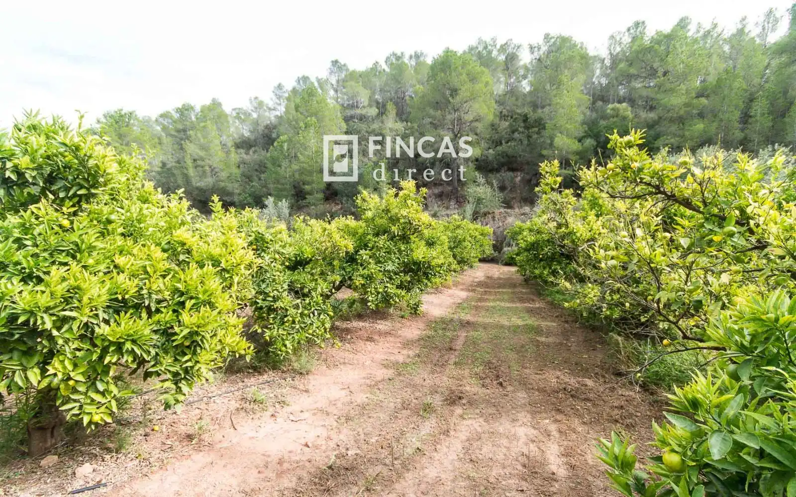 Finca rústica en venta en Benifallet con Trastero y Amueblado