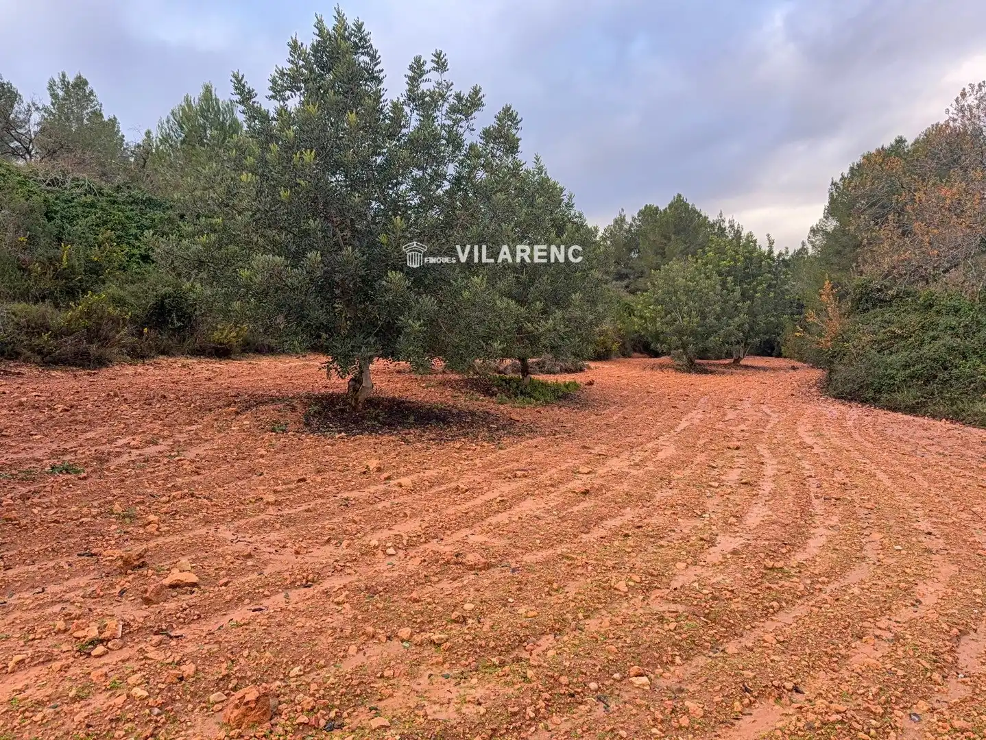 Terrain rustique à vendre à Vallmoll, imagen 9
