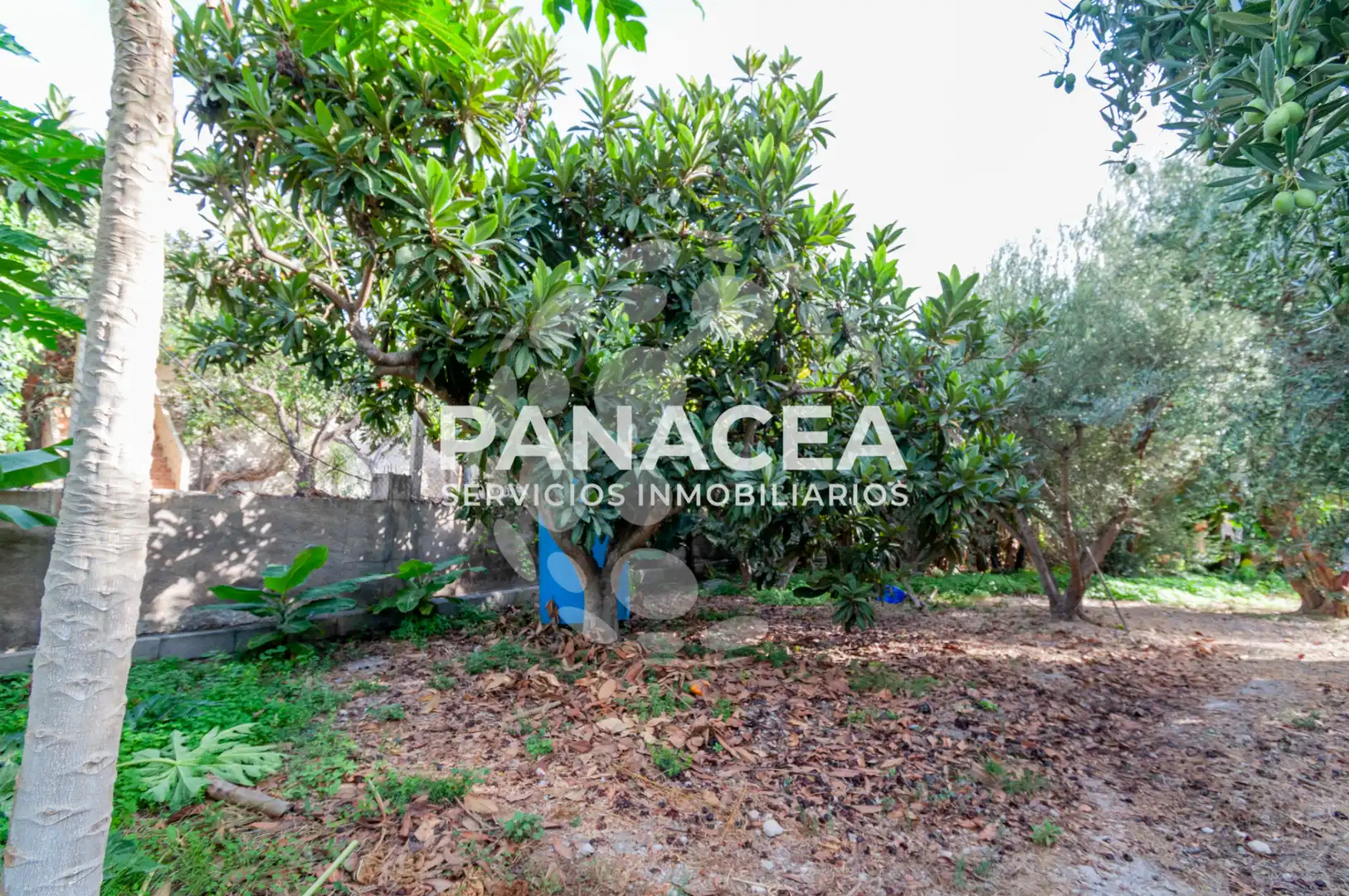Finca rústica en venta en Vícar Pueblo
