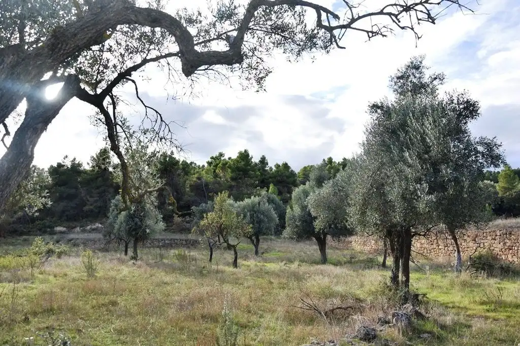 Terreni e lotti in vendita a Valderrobres, imagen 4