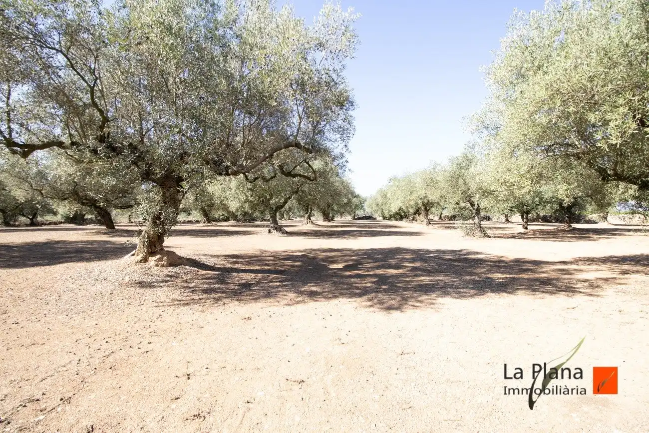 Terreno rustico in vendita a La Galera, imagen 6