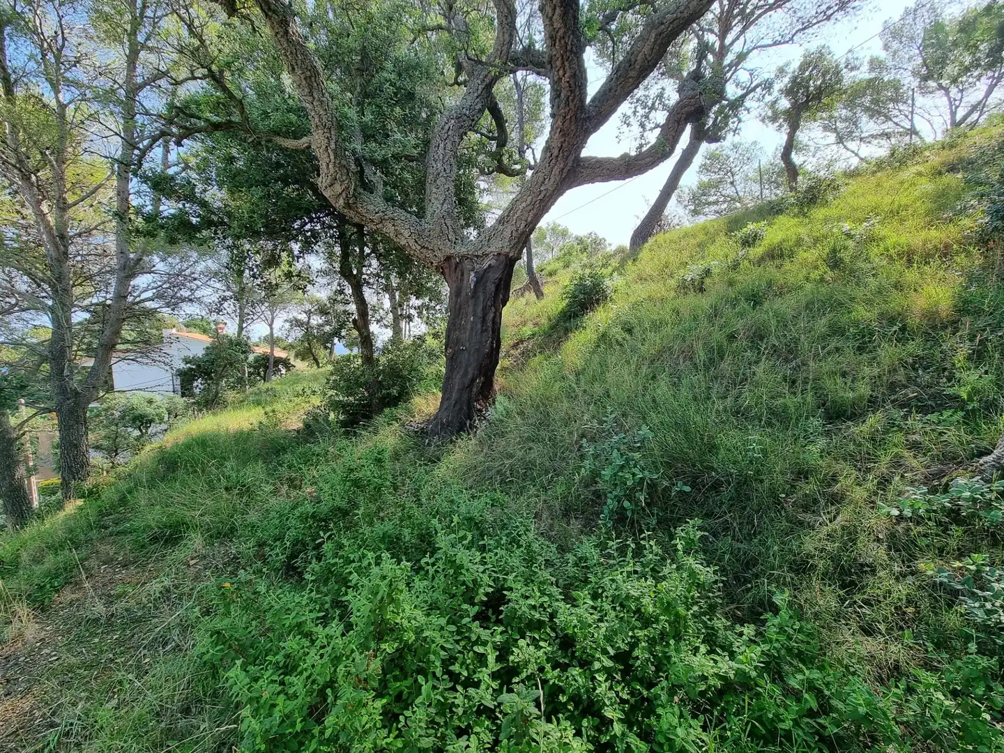 Grundstücke und Bauplätze zum Verkauf in Tossa de Mar pueblo, imagen 5